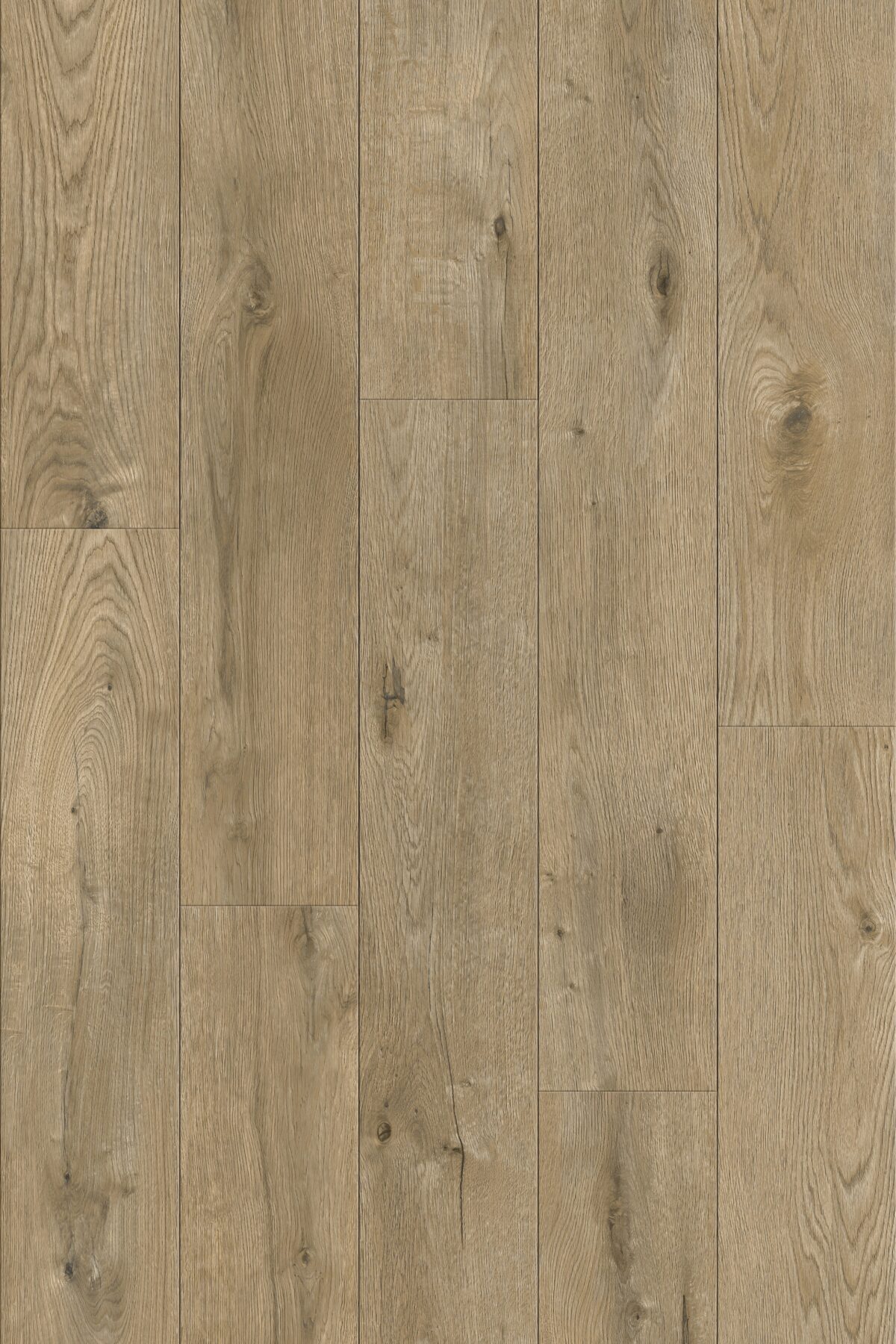 Chestnut - Image 2