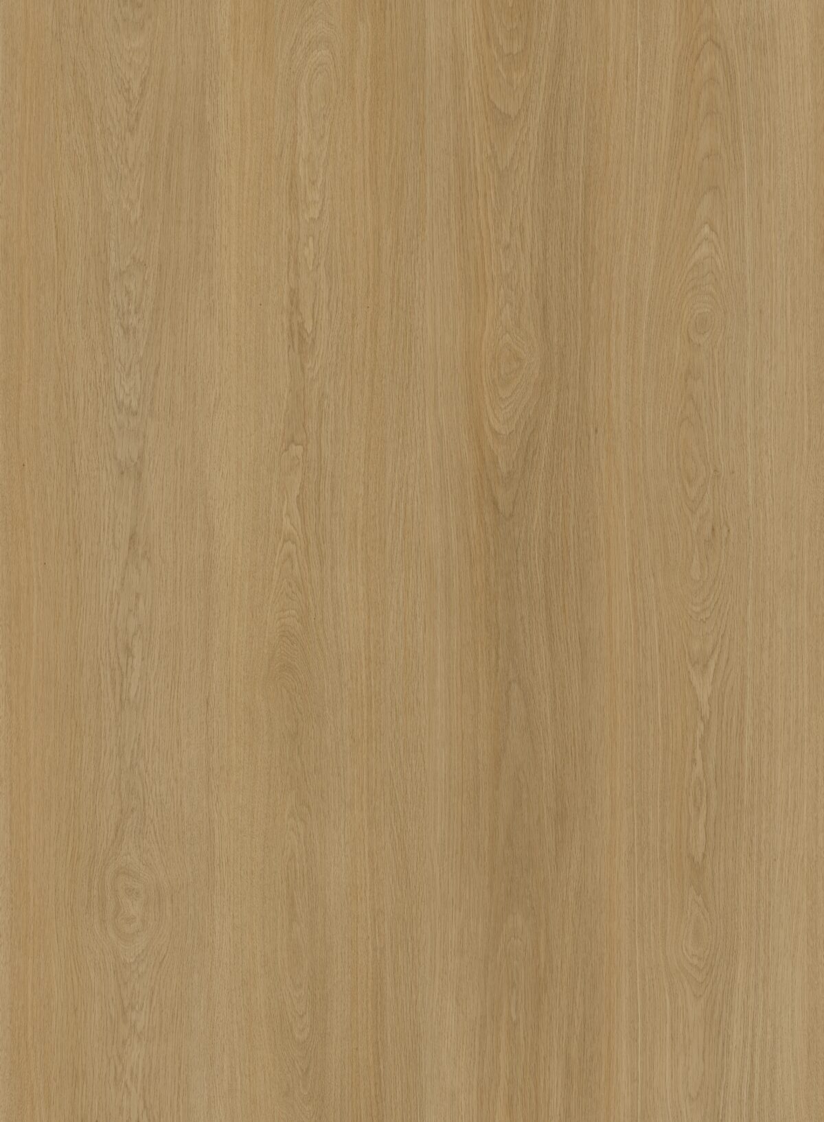 Coastal Oak