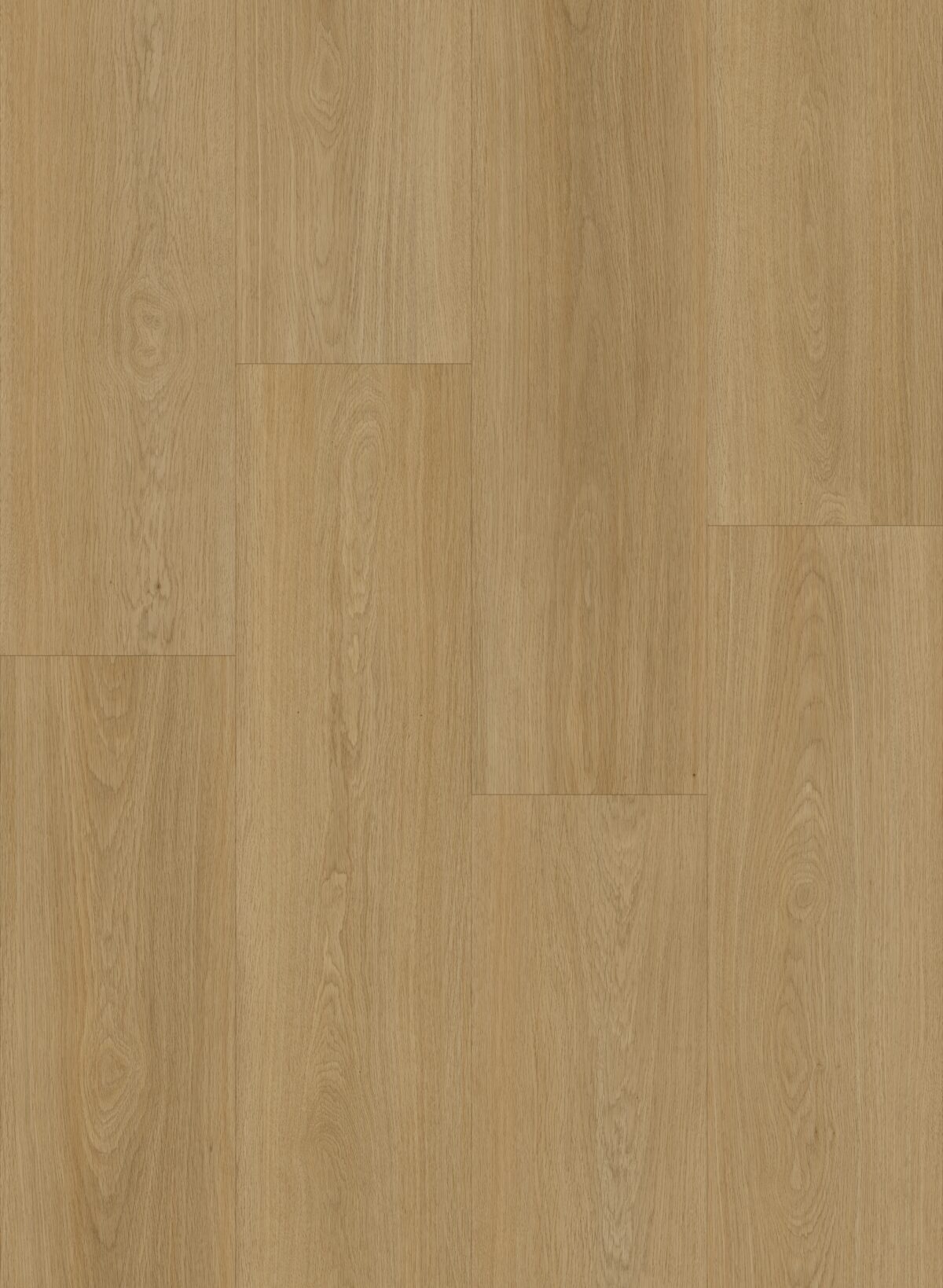Coastal Oak - Image 2